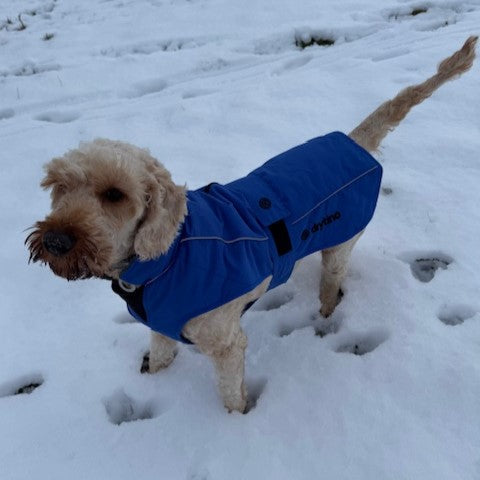 drytino Blue Dog Robe