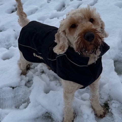 drytino Black Shell Dog Robe