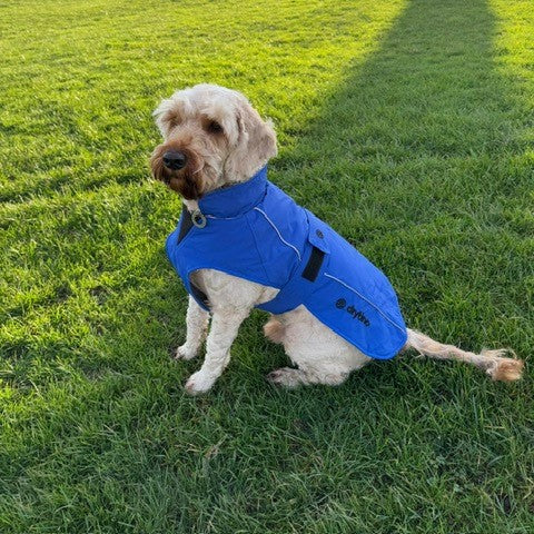 drytino Blue Dog Robe