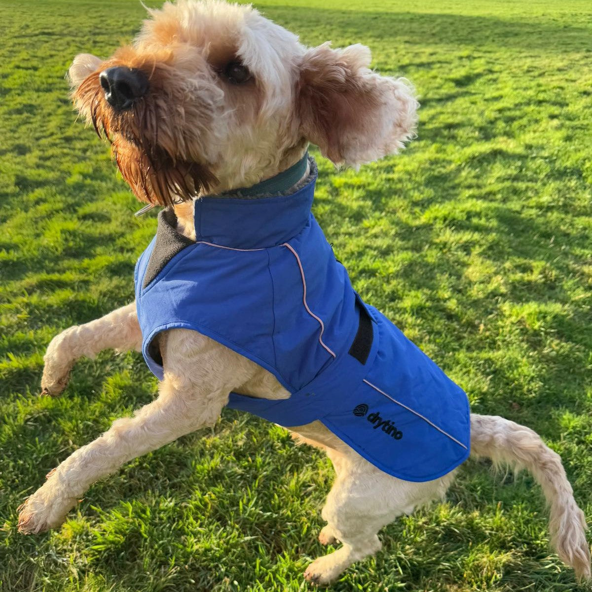 drytino Blue Dog Robe